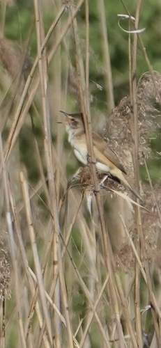 Great Reed Warbler (Acrocephalus arundinaceus), photo 4