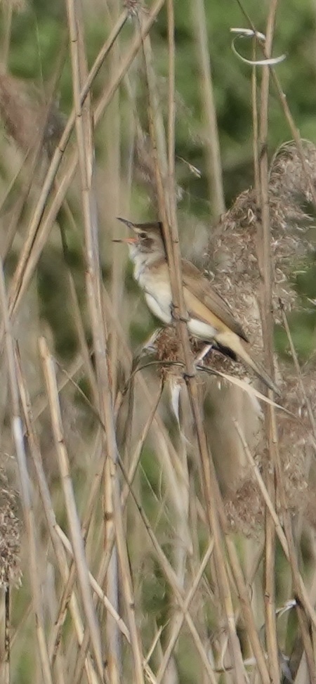 Great Reed Warbler (Acrocephalus arundinaceus), photo 4