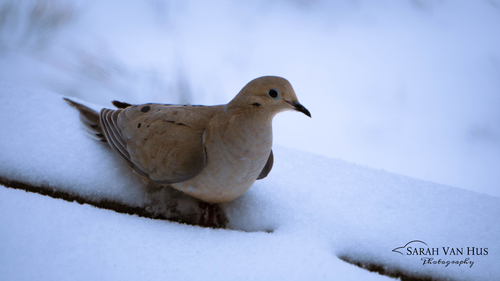 Mourning Dove