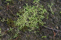 Callitriche marginata