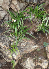 Xerophyta adendorffii