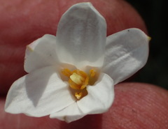 Xerophyta adendorffii