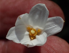 Xerophyta adendorffii