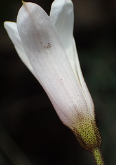 Xerophyta adendorffii