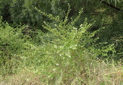 Lippia rehmannii