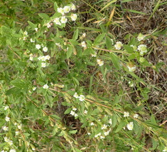Lippia rehmannii