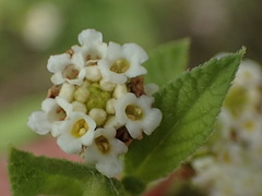 Lippia rehmannii