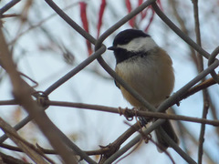 Poecile atricapillus