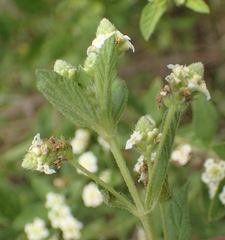 Lippia rehmannii