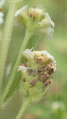 Lippia rehmannii