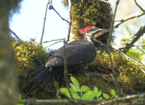 Pileated Woodpecker photographed in Oregon