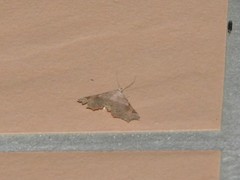 Prolophota trigonifera