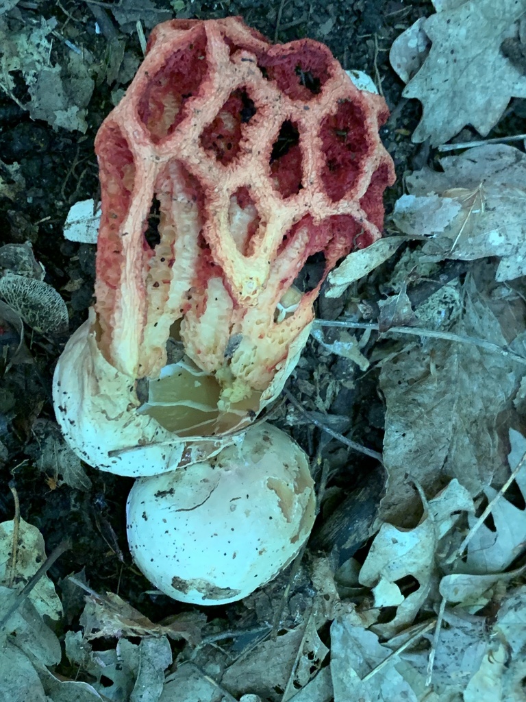 Clathrus ruber · April 2026 · photo: © manuela9012 (iNaturalist, cc-by)