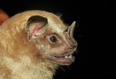 Artibeus jamaicensis