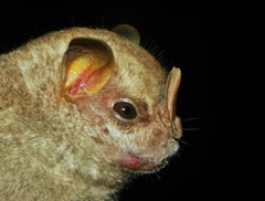Chiroderma villosum