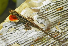 Anolis mccraniei