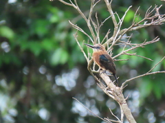 Brachygalba lugubris