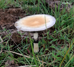 Psilocybe cubensis
