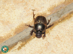 Digitonthophagus lusinganus