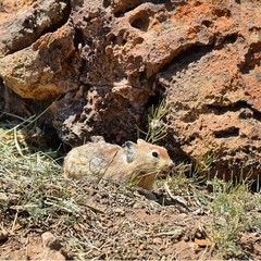 Ochotona rufescens