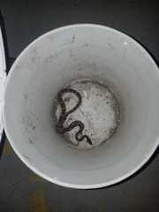 Trimorphodon quadruplex