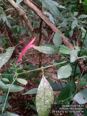 Justicia brasiliana, photograph (c) Paulo C. O. Cunha, some rights reserved (CC BY)