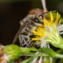 Colletes compactus compactus