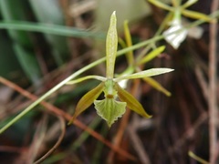 Encyclia nematocaulon