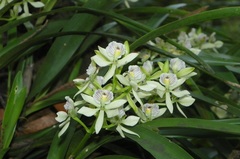 Prosthechea radiata