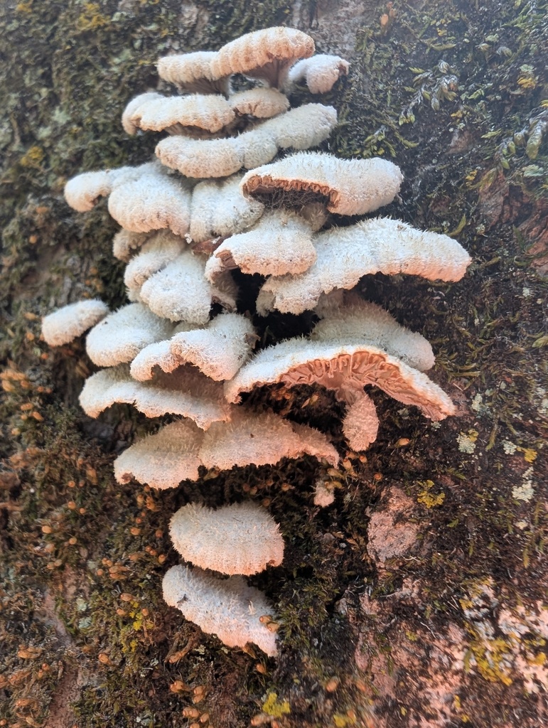 Schizophyllum commune · April 2026 · photo: © atsushi_nakajima_cirque (iNaturalist, cc-by)