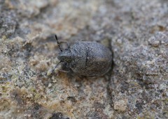 Podops inunctus