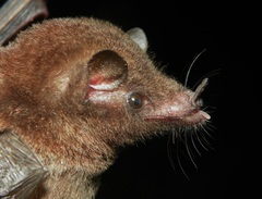 Hylonycteris underwoodi