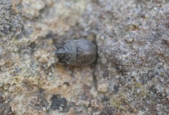 Podops inunctus