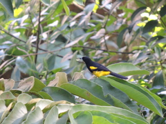 Icterus prosthemelas