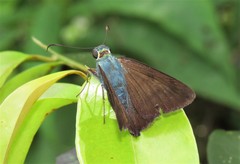 Astraptes jaira