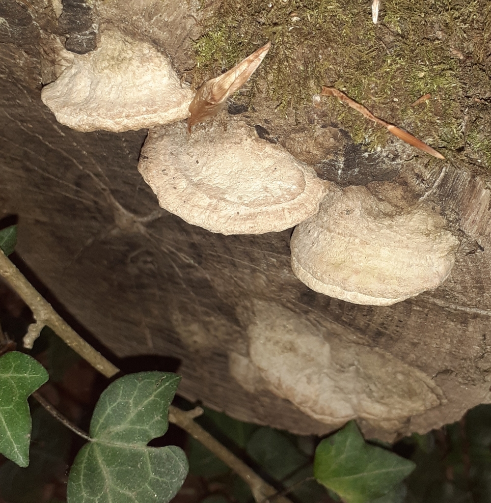 Fomitopsis quercina · April 2026 · photo: © bogsuckers (iNaturalist, cc-by)
