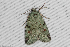 Maliattha concinnimacula