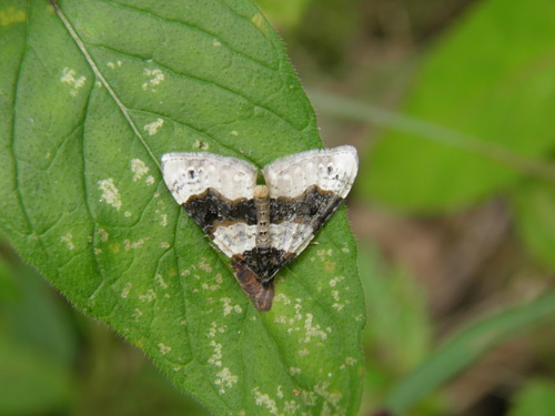 Juodjuostė Cidarija