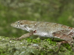 Anolis mccraniei