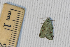 Maliattha concinnimacula