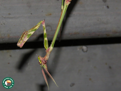 Empusa guttula