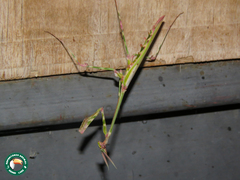 Empusa guttula