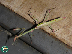 Empusa guttula