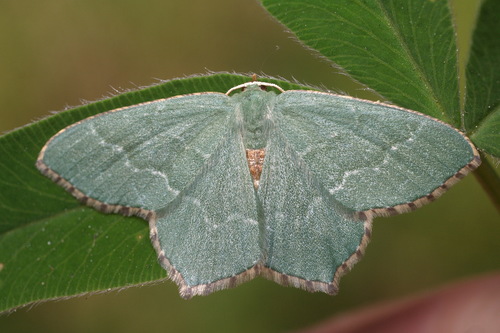Common Emerald