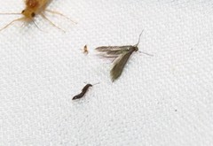 Schreckensteinia erythriella