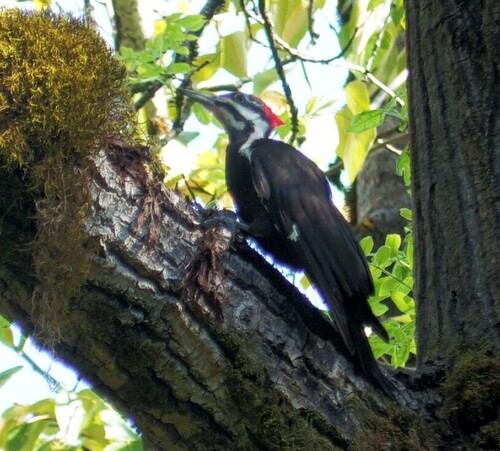 Pileated Woodpecker photographed in Oregon