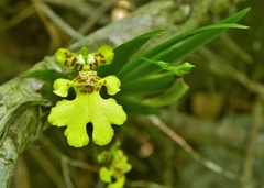 Erycina