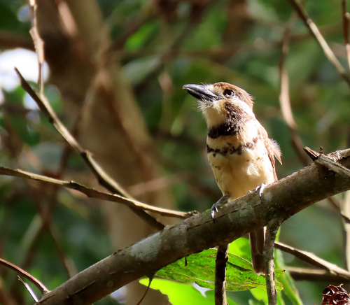 Two-banded Puffbird (Hypnelus bicinctus), photo 10