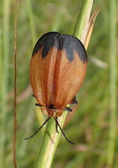 Lycus ampliatus