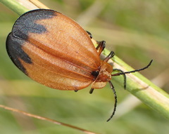 Lycus ampliatus